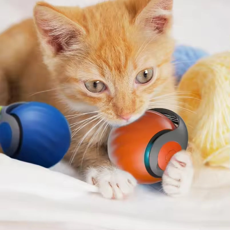Cat playing with the ball