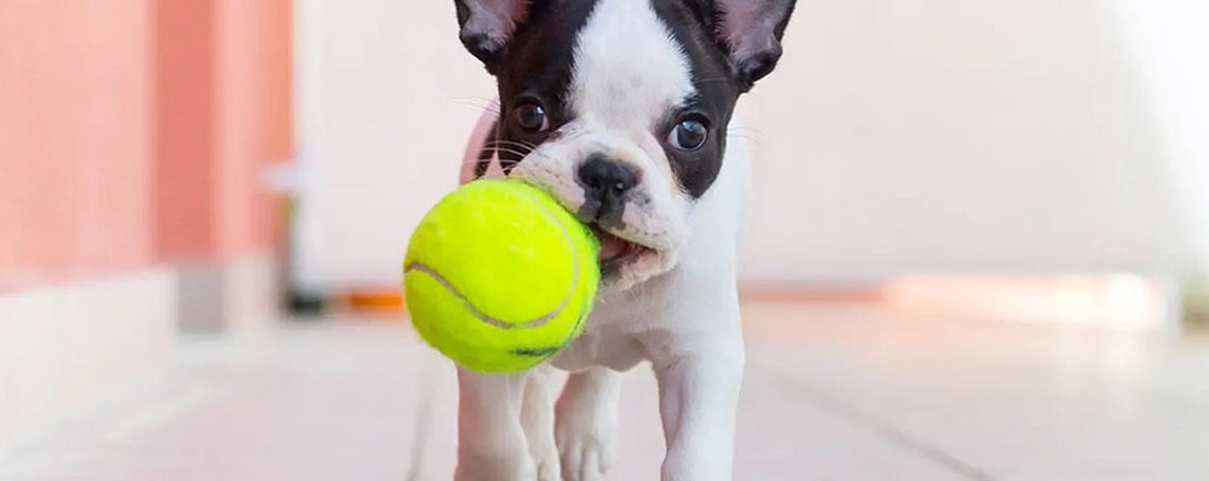 Benefits of Having a Ball Launcher for Your Dog