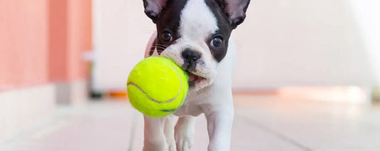 Benefits of Having a Ball Launcher for Your Dog