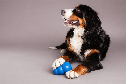 How to Reduce Pet Anxiety When Home Alone