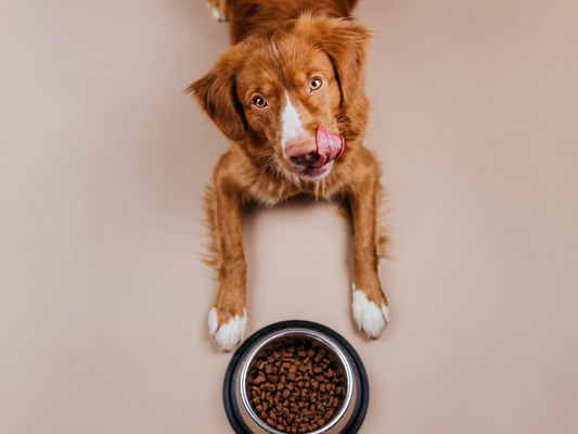 How to Feed Your Pet When You’re Not Home (Simple & Reliable Solutions)