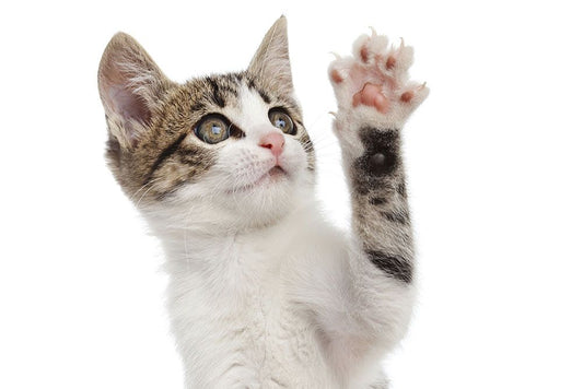 Little-Known Facts About Cat Behavior