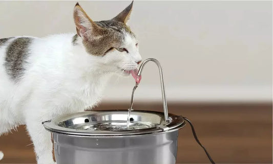 Why Cats Prefer Running Water — And How a Fountain Helps
