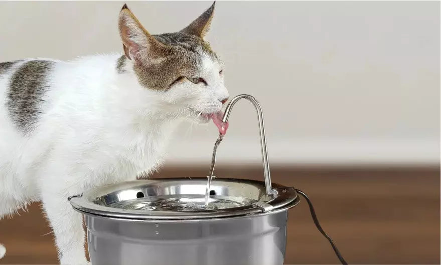Why Cats Prefer Running Water — And How a Fountain Helps