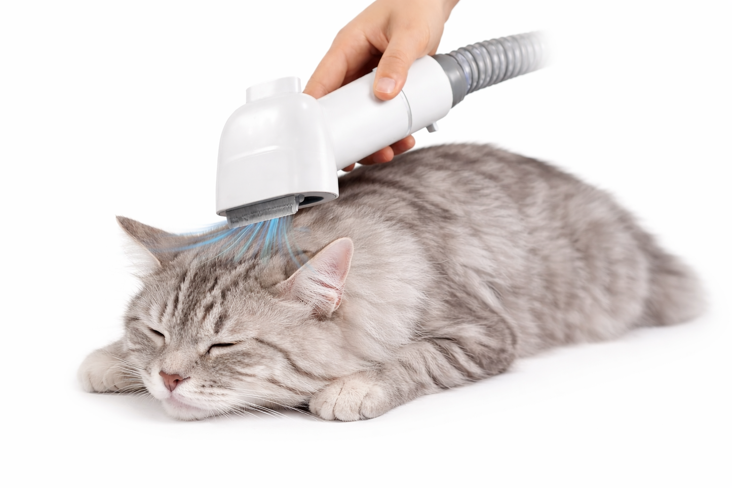 Cat being groomed with a handheld grooming tool on a white background