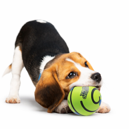 Dog playing with the ball on a white background