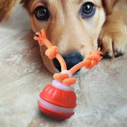 The dog with the orange interactive pet ball 
