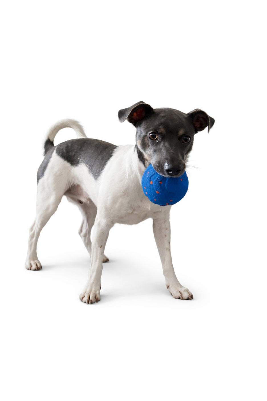 Dog with a blue ball in its mouth on a white background