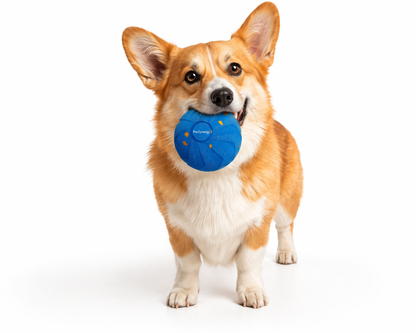 Playful corgi dog holding a blue ball toy, on a white background